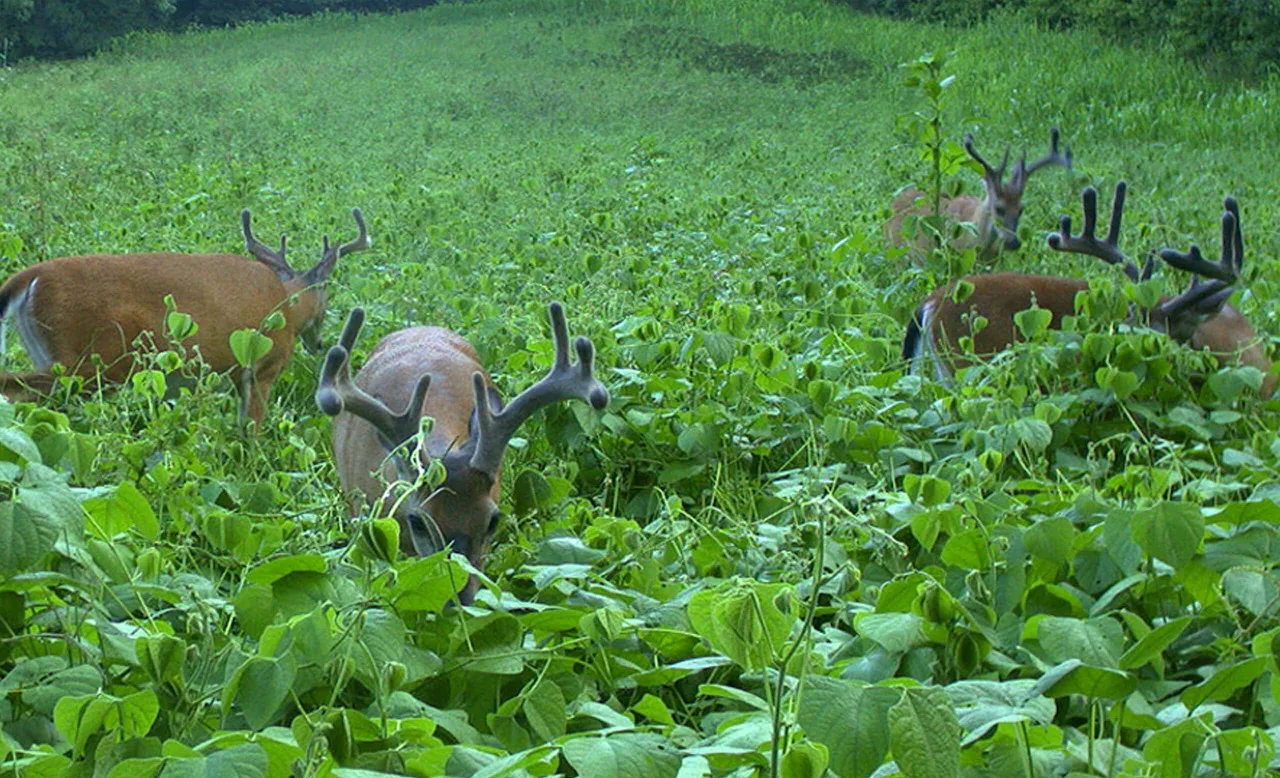 Whitetail bucks feeding in a green food plot on managed Northeast Louisiana hunting land