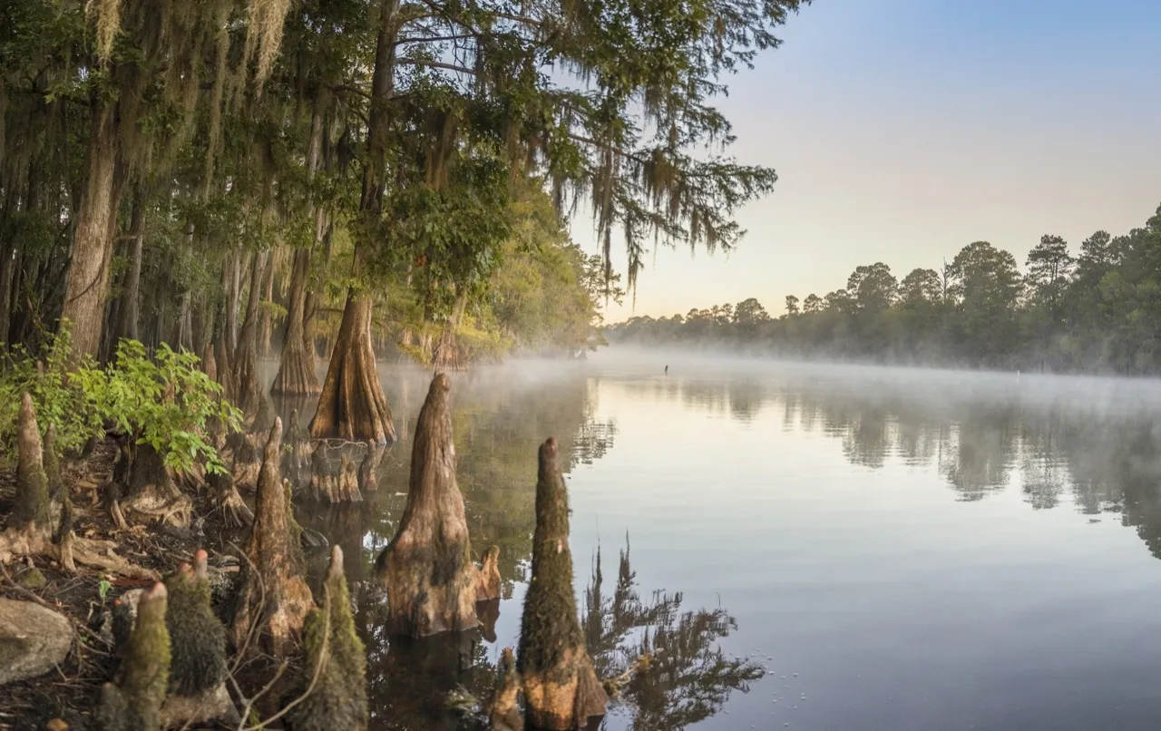 Cypress trees along still bottomland water at dawn in Northeast Louisiana